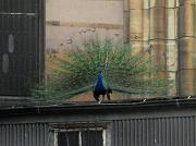  A Peacock at the  Cathedral Church of St. John the Divine