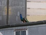  Peacock on a roof!